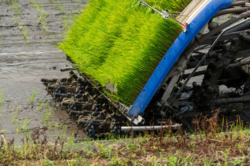 people doing rice planting by a rice planting machine in paddy field in Itoshima city, Japan.