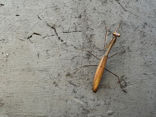 Brown praying mantis on rough concrete wall, macro shot showing texture and details. Insect, nature, wildlife concept.