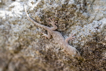 The gecko is on a stone in the park in Fukuoka city, Japan.