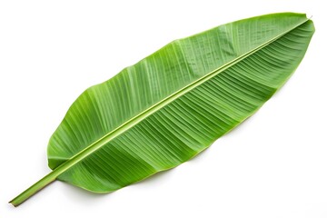 Fototapeta premium green leaf isolated on white