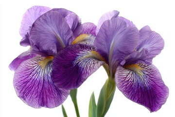 Purple iris blooms close-up on isolated background for botanical illustration