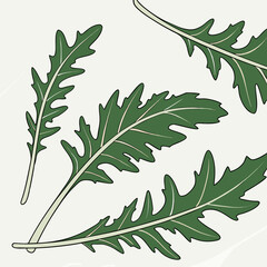 Fresh arugula leaves with jagged edges isolated on white background