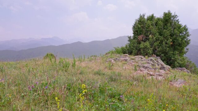 Juniper archa tree on top of grassy hill at overcast summer day in Chunkurchak gorge, Kyrgyzstan