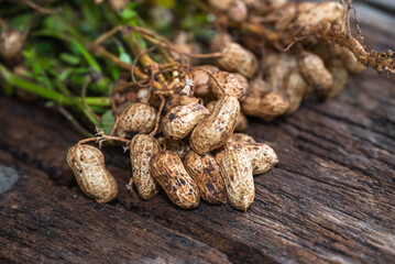 Peanuts in a peel in a wooden bowl. peeled peanut on peanut group on wooden bowl.