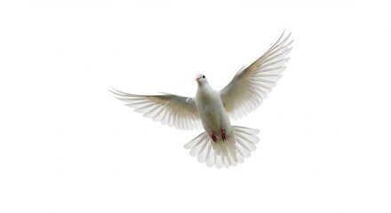 Obraz premium 白い鳩 優雅に舞い上がる 純白の羽根 平和の象徴. AI Generated