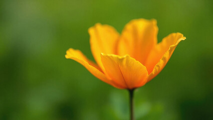 Bright Orange California Poppy Flower in Full Bloom Showcasing Vibrant Petals and Natural Beauty.