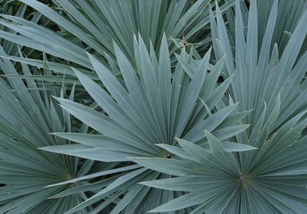 Fototapeta premium Close-up of a Fan Palm's Delicate, Light-Gray Leaves