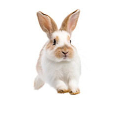 Fototapeta premium A cute and fluffy bunny rabbit takes flight on transparent background 