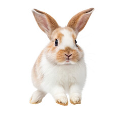 Fototapeta premium A cute and fluffy bunny rabbit takes flight on transparent background 