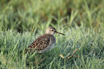 Birds in Lake grass