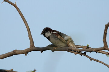 Birds on tree