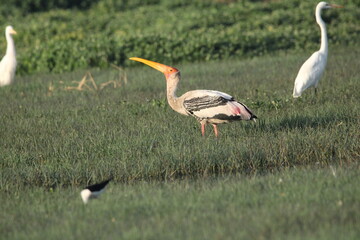 Birds in Lake grass