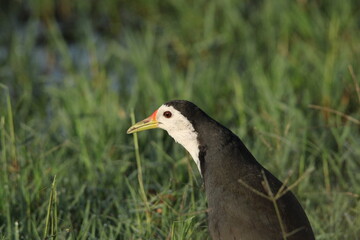 Birds in Lake grass
