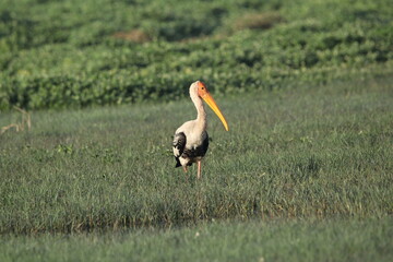 Birds in Lake grass