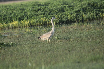 Birds in Lake grass