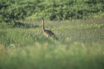 Birds in Lake grass