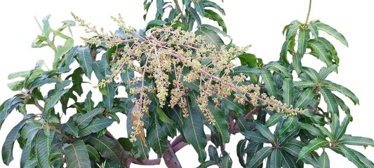 Green mango tree branches with blooming flowers and leaves leaf plant tropical