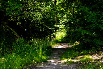 A narrow dirt path winds through a lush green forest, dappled with sunlight and surrounded by dense...