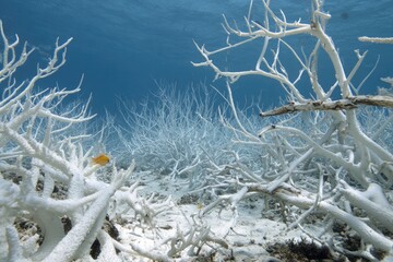  Underwater Scene of Bleached Coral Reef, Symbolizing Marine Environmental Degradation