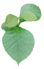 Macro view of a growing plant stem with large textured green leaves on a white background