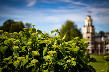 Bright green flowering plants in sharp focus with a blurred historic castle and Latvian flag in the...