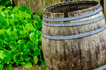 Wooden barrel resting beside vibrant green cabbage plants in a rustic garden setting during sunny...