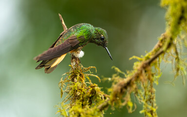  Fahlschwanzkolibri (Boissonneaua flavescens)