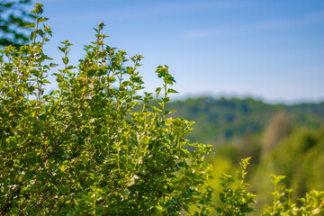 Close-up of a lush green bush with vibrant leaves in front of a blurred forested hill and bright summer sky.