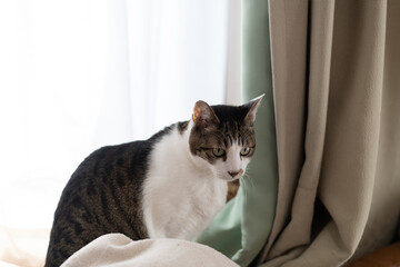 窓辺で見つめる可愛い猫　キジトラ白