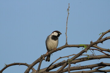 Birds on tree