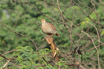 Francolin grey 