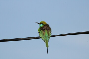Green Bee eater