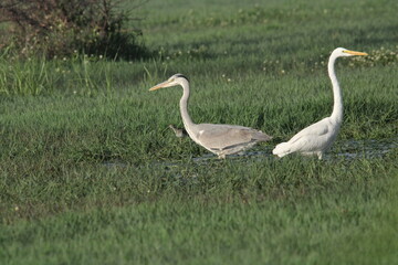 Naklejka premium Birds in Lake grass