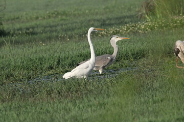 Birds in Lake grass