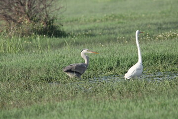 Birds in Lake grass
