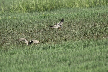 Birds in Lake grass