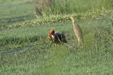 Birds in Lake grass