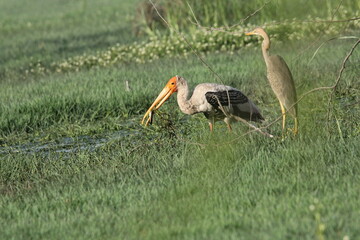Birds in Lake grass
