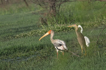 Fototapeta premium Birds in Lake grass