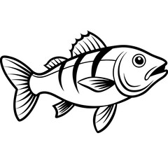 Zander Outline Drawing Monoline Vector Art