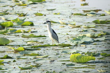Birds in lake