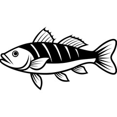 Zander Outline Drawing Monoline Vector Art