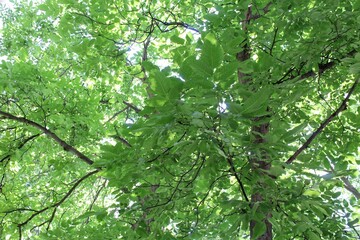 walnut tree in summer, green fresh leaves on the tree