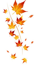 Fototapeta premium Falling autumn leaves in shades of orange on white background 