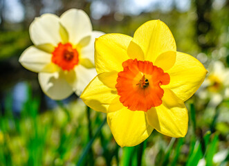 daffodil flowers in front of blue sky