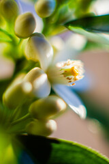A close-up of a delicate white orange flower with a vibrant yellow center
