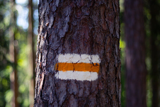 Orange and white hiking trail marker painted on tree bark in a sunlit forest, indicating a designated outdoor path for hikers. - Powered by Adobe