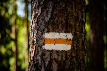 Orange and white hiking trail marker painted on tree bark in a sunlit forest, indicating a...