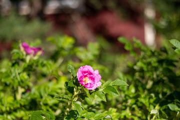 Vibrant pink wild rose flower blooming among lush green leaves, captured in soft sunlight with a...