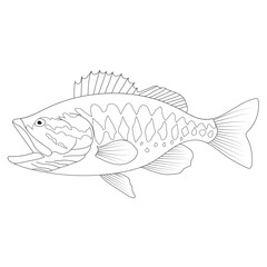 bass fish vector illustrations